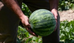 娱乐吃瓜地,吃瓜群众背后的故事