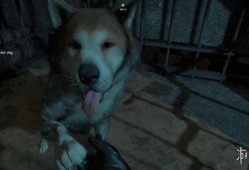 使命野狗新转盘爆料视频