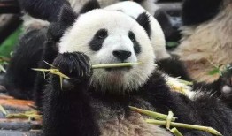 娱乐吃瓜酱熊猫,娱乐吃瓜酱熊猫的趣味生活揭秘