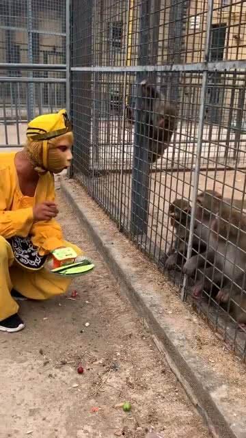 娱乐吃瓜酱猴子,揭秘猴子背后的娱乐产业秘密